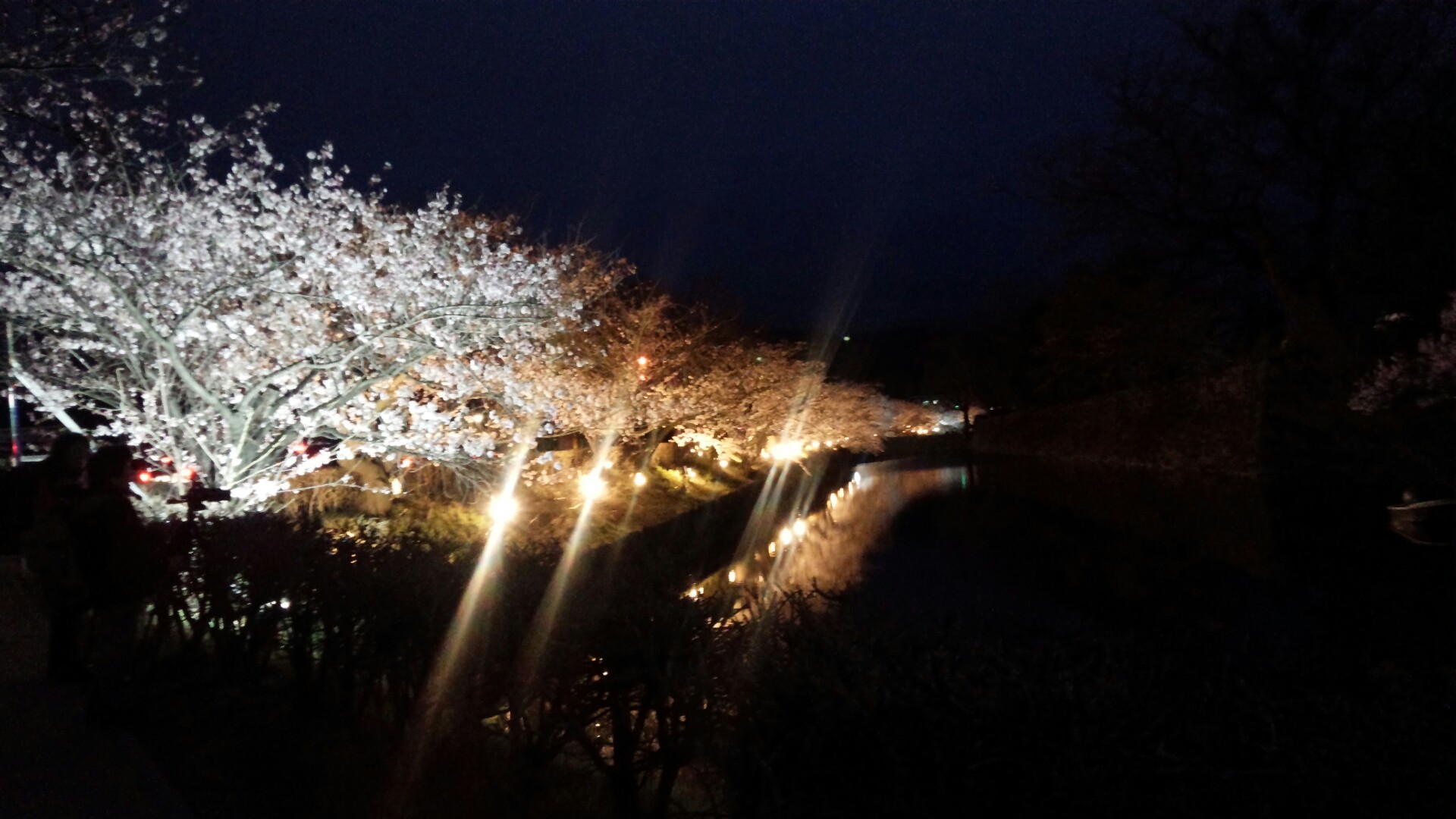 松本城の夜桜！！