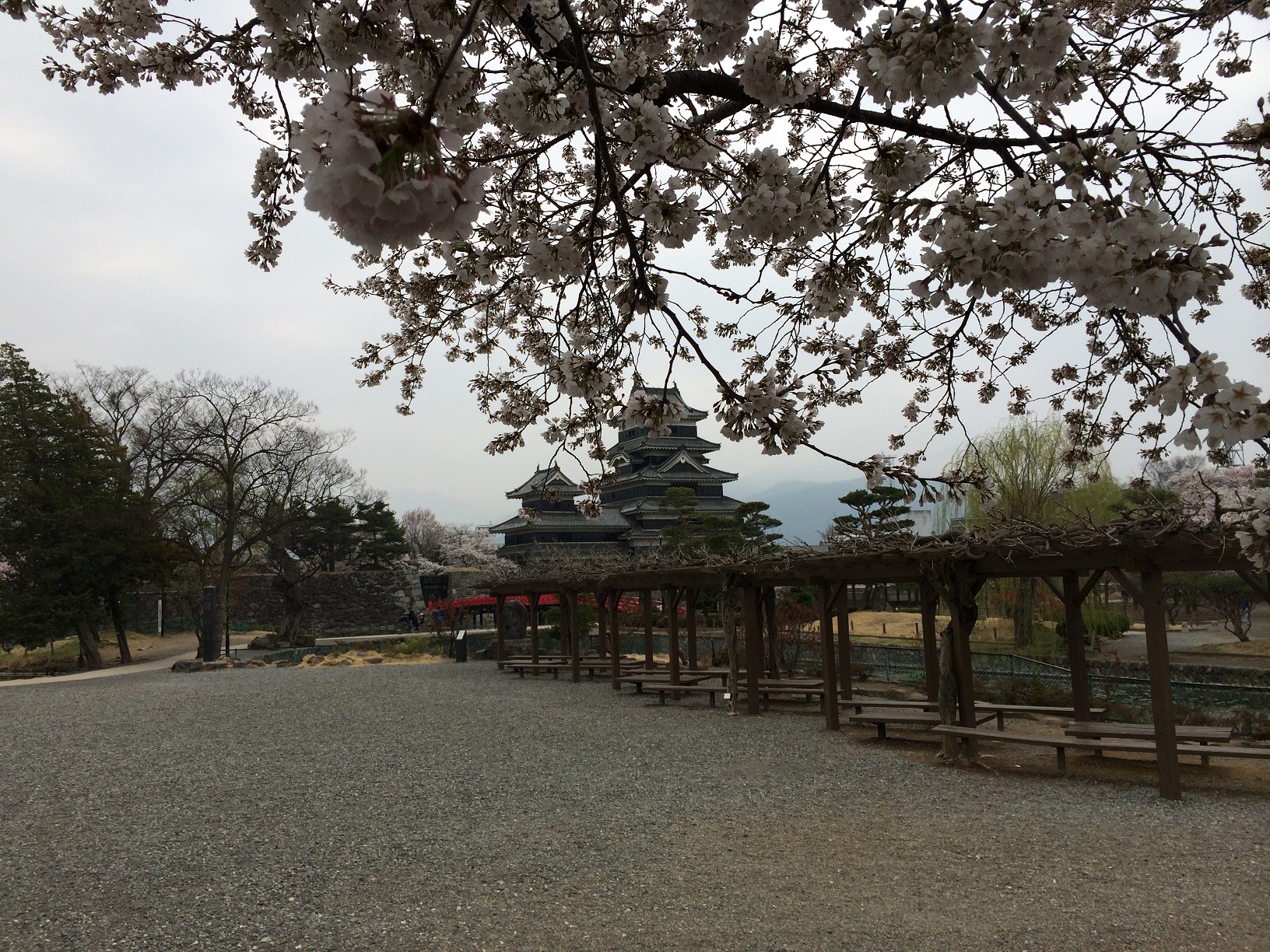 松本城の桜！